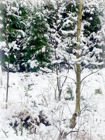 /album/photogallery/breathing-trees-jpg/